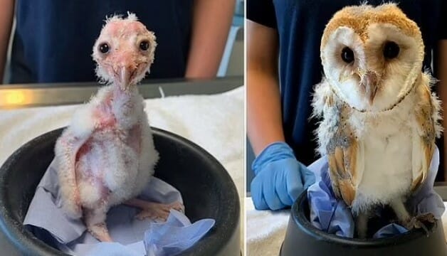 Naked owls are they real