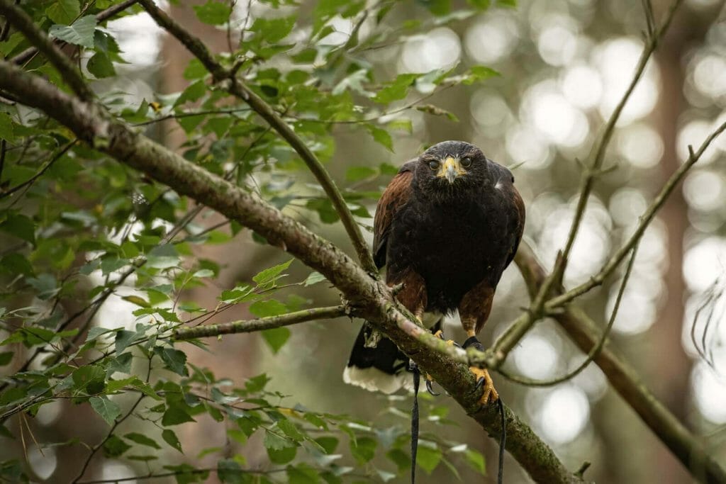 Do Hawks Hunt at Night? Unveiling Their Nocturnal Hunting Habits! 3 Hawks Nocturnal Hunting Habits