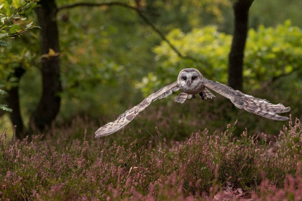 Can Owls Fly in Rain? Unveiling the Truth! 1 Barn owls, as an animal species, have feathers that are specially adapted to help them fly in wet conditions on a rainy day.