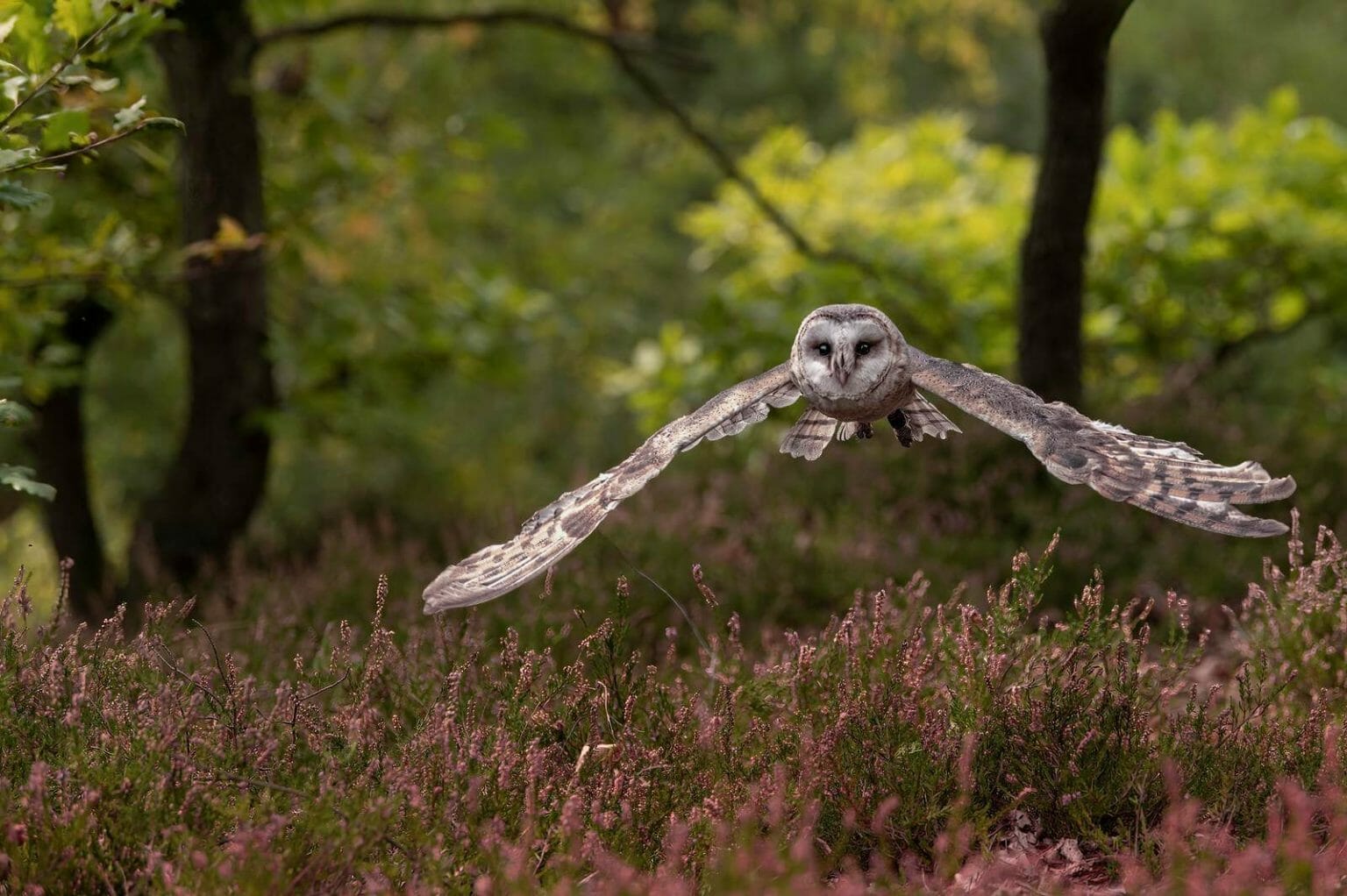 Can Owls Fly In The Rain? A Scientific Investigation 2