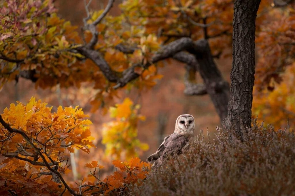 Owl Lifespan: Complete Life Expectancy Guide 4 Barn Owl Lifespan