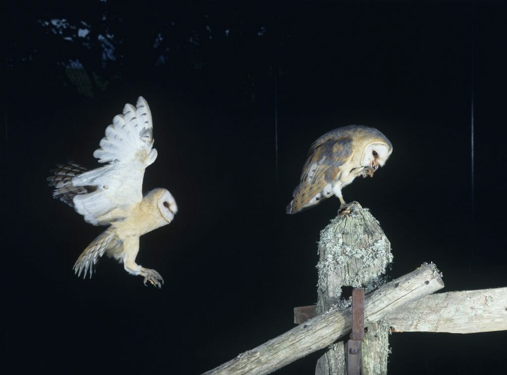 The Truth About Barn Owls Losing Feathers