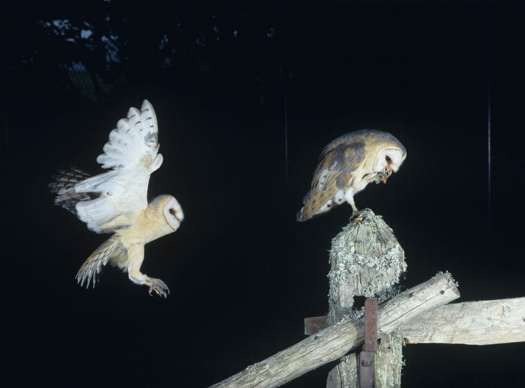 Discover the Shocking Appearance of Owls with No Feathers! 9 The Truth About Barn Owls Losing Feathers