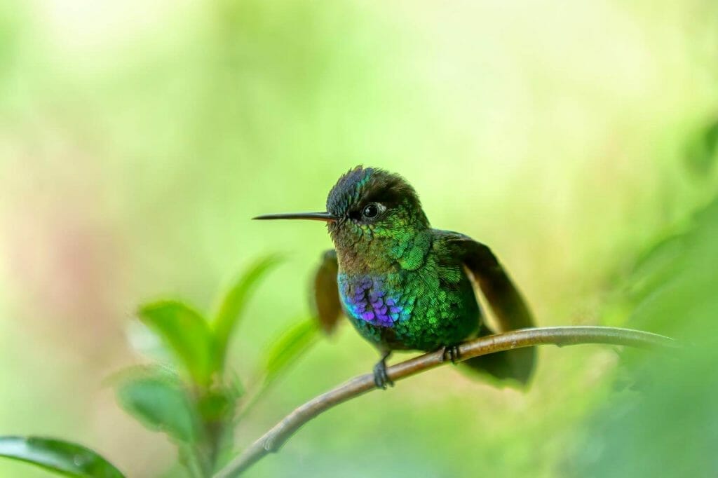 Revealing the Truth: Hummingbirds Feet Exposed! 2 Can Hummingbirds walk?
