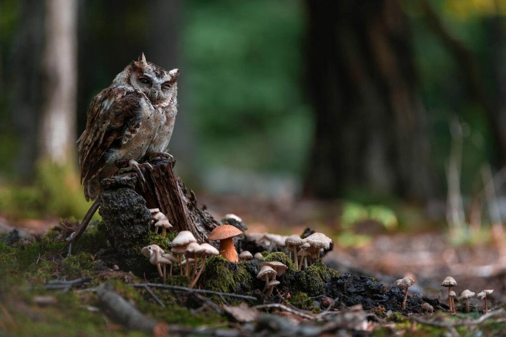 Can Owls Fly in Rain? Unveiling the Truth! 2 Can Owls Fly In The Rain