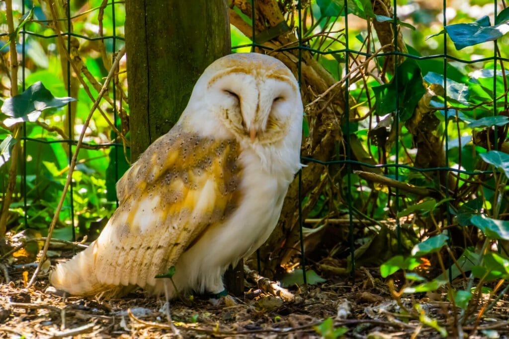 Discover the Shocking Appearance of Owls with No Feathers! 8 A close up Photo of a Barn Owl