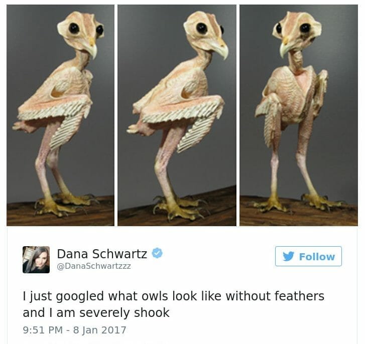 A Photo of a Tweet by Dana Schwartz in 2017 showing a shocking picture of a naked owl