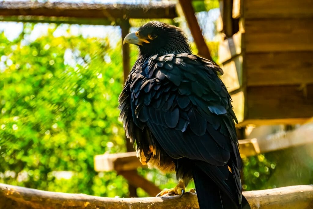 Do Hawks Hunt at Night? Unveiling Their Nocturnal Hunting Habits! 1 Do Hawks Hunt At Night?