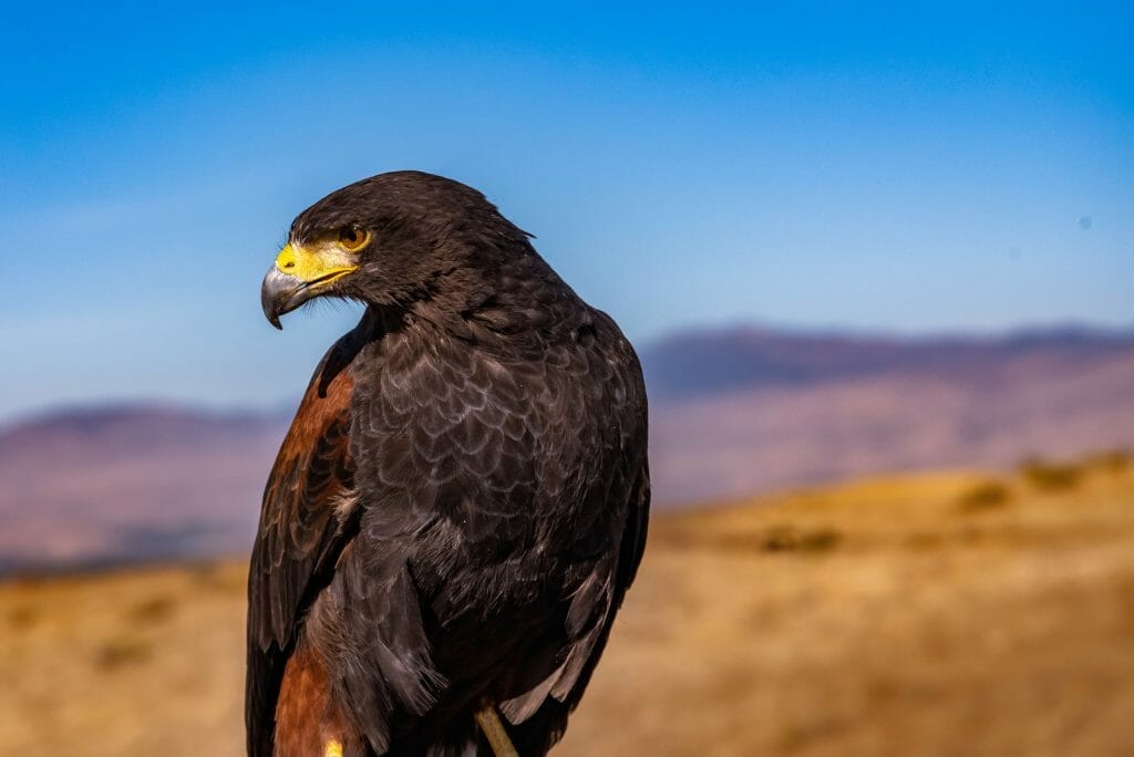 Do Hawks Hunt at Night? Unveiling Their Nocturnal Hunting Habits! 4 Harris's Hawk hunting: close up of Harris Hawk preparing to hunt