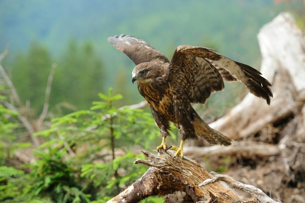 Do Hawks Hunt at Night? Unveiling Their Nocturnal Hunting Habits! 5 Do Hawks Hunt at Night? Nocturnal Hunting