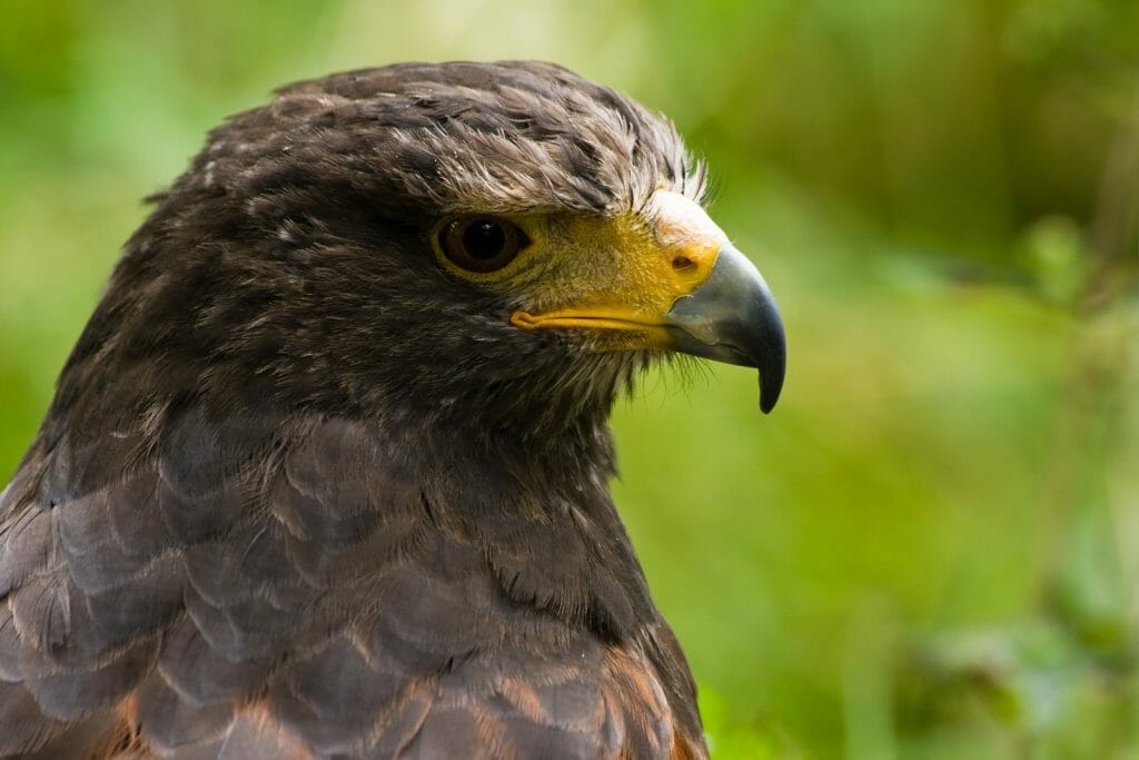 Do Hawks Hunt at Night? Unveiling Their Nocturnal Hunting Habits! 8 Hawk Night Vision