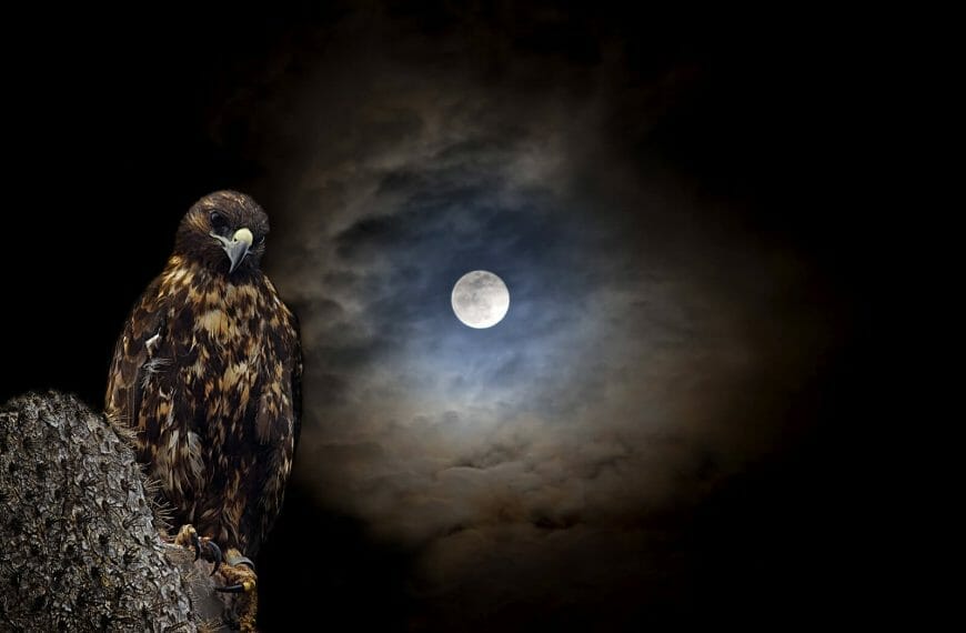 Hawks Hunt At Night?
