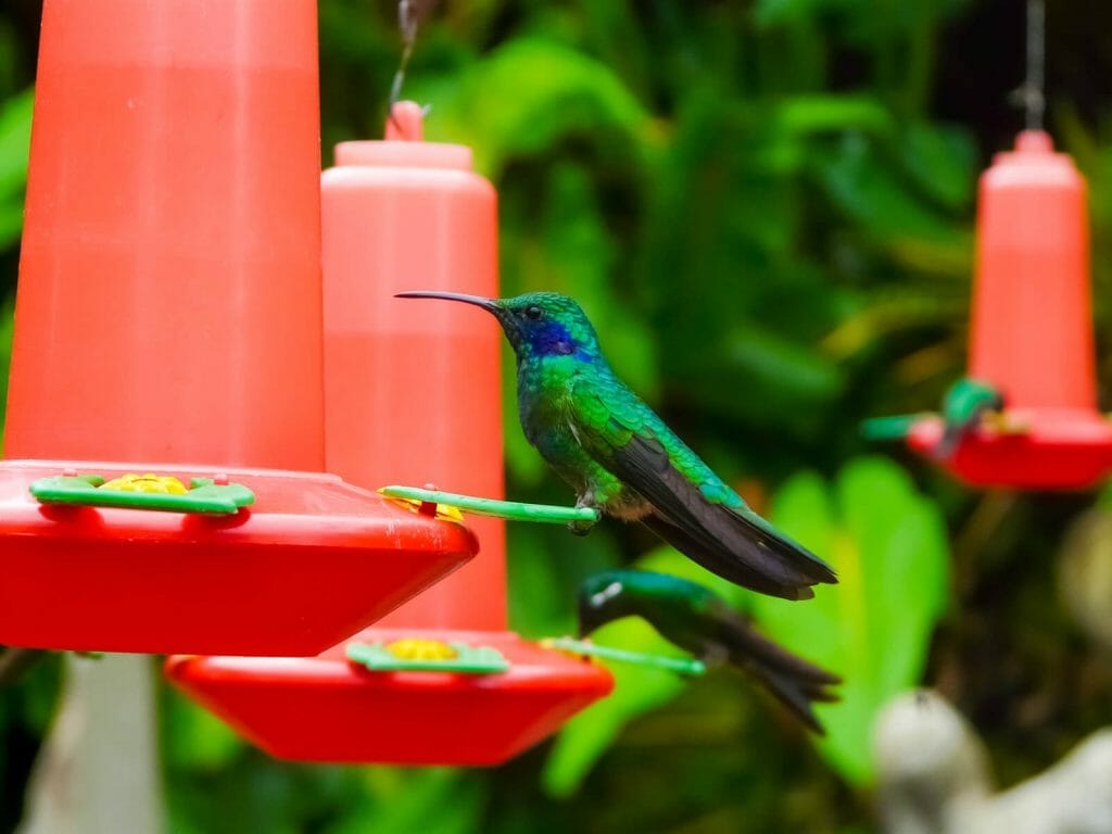 The Anatomy of Hummingbirds Feet