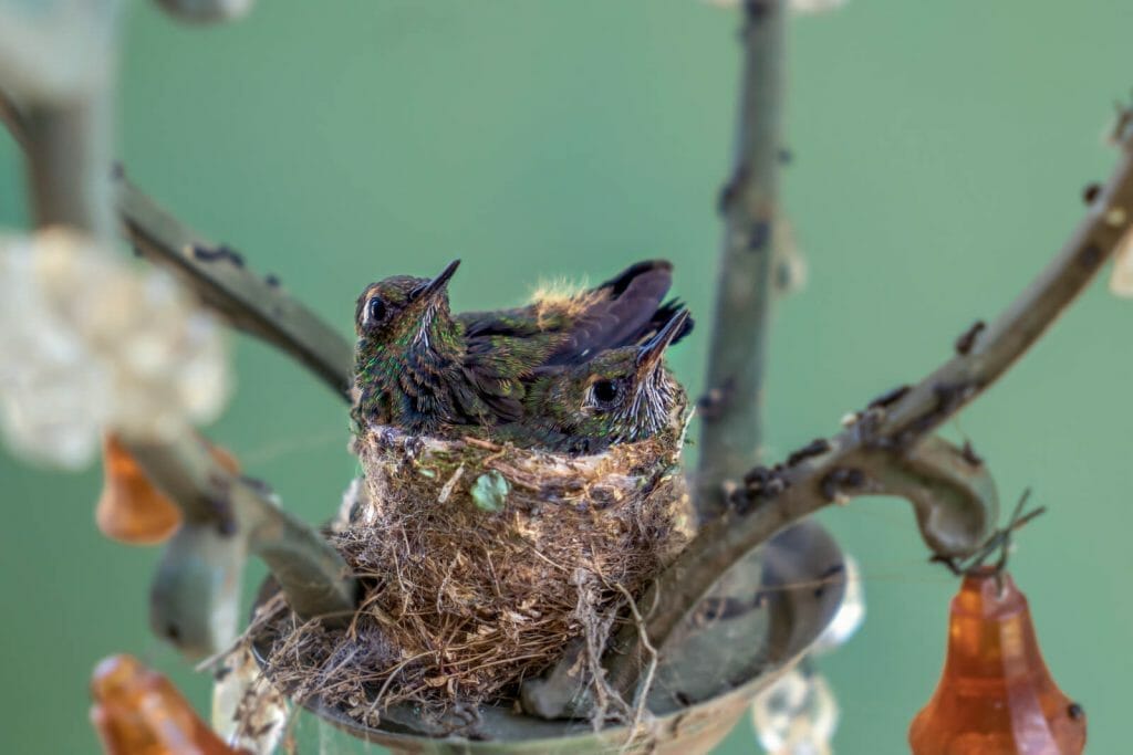 Revealing the Truth: Hummingbirds Feet Exposed! 4 Hummingbird Female Nest building using its feet