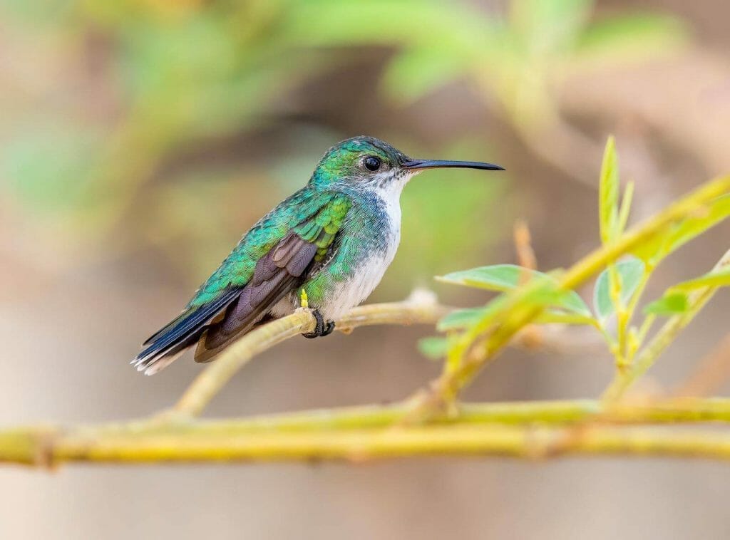 Revealing the Truth: Hummingbirds Feet Exposed! 1 A close-up photo showing Hummingbirds feet