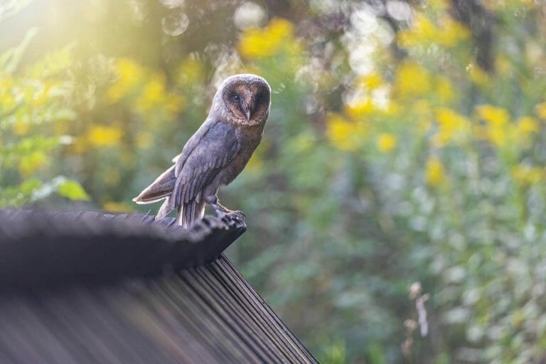 Owl Feather Meaning and Symbolism