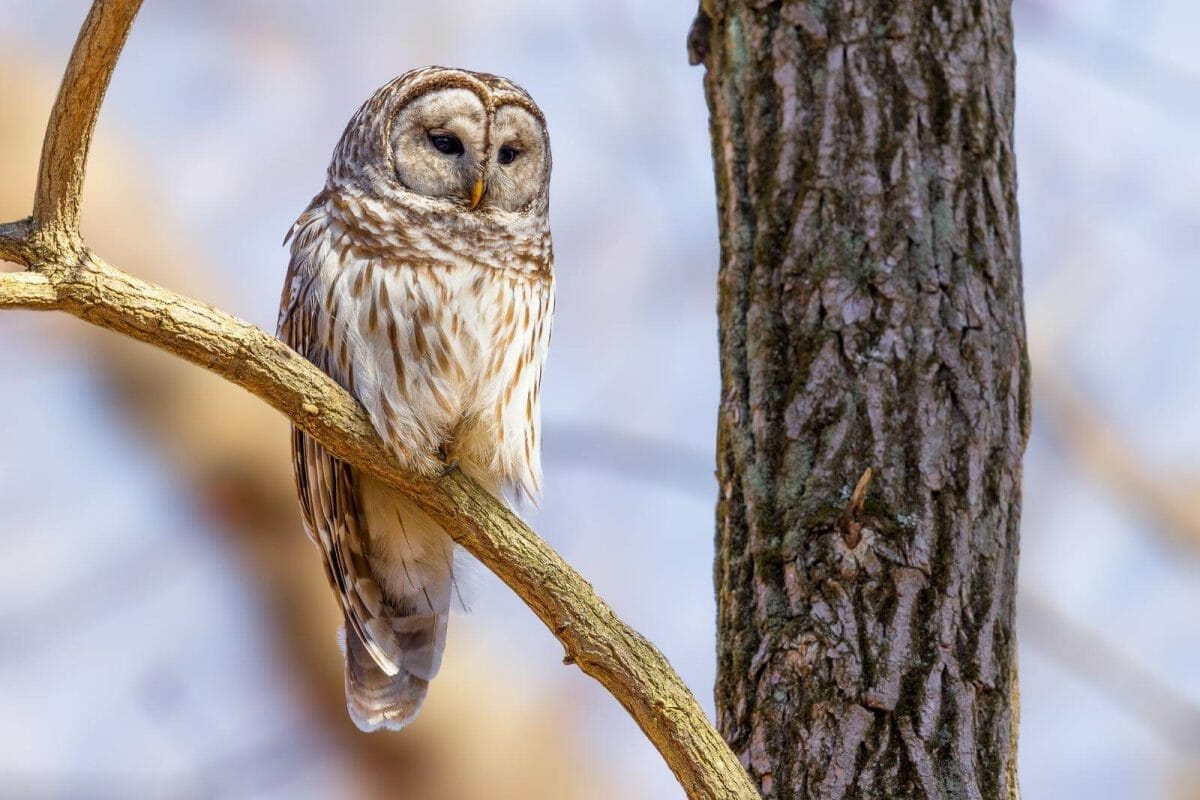 Unlock The Secrets Of Owl Feather Meaning And Symbolism