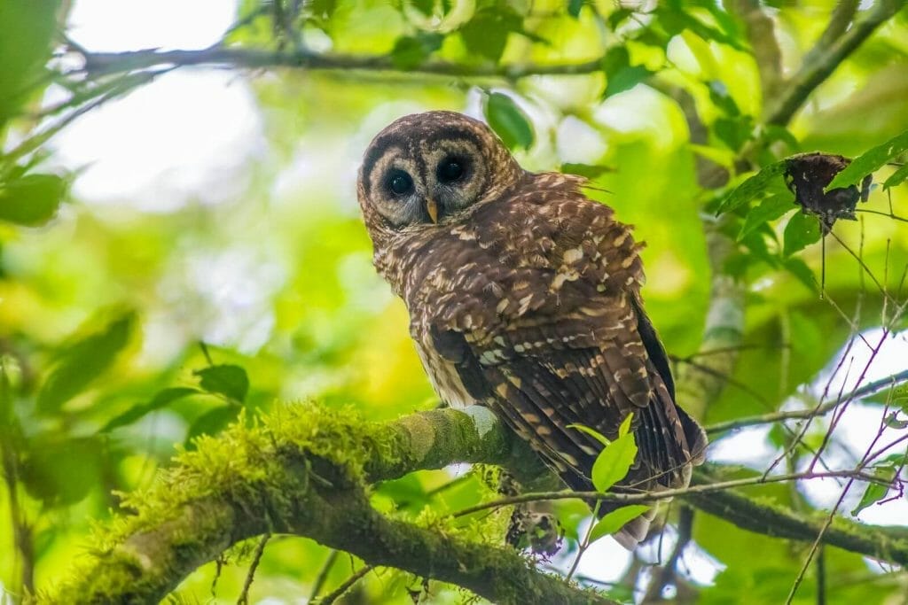 Owl Lifespan: Complete Life Expectancy Guide 2 Owl Life Expectancy