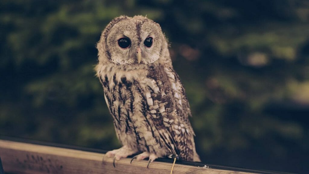 Owl Lifespan: Complete Life Expectancy Guide 1 Owl Lifespan
