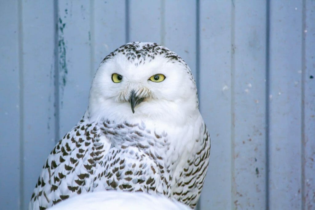 Discover the Shocking Appearance of Owls with No Feathers! 5 Naked Owls: facts about owls losing feathers