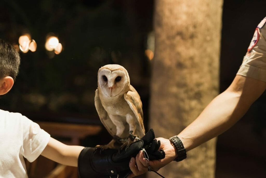 Owls without feathers: A Photo of an Owl Perch On The Hand