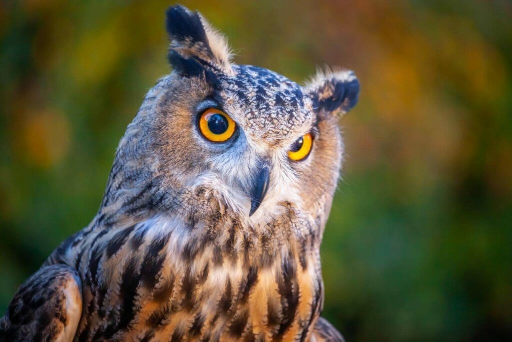 Owl Feather Meaning: Unveiling Mystical Symbolism 4 Owls as Spiritual Guides