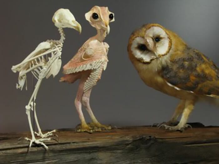 A picture tweet By Dana showing a comparison between naked owl, to a feathered owl, and an owl’s skeleton