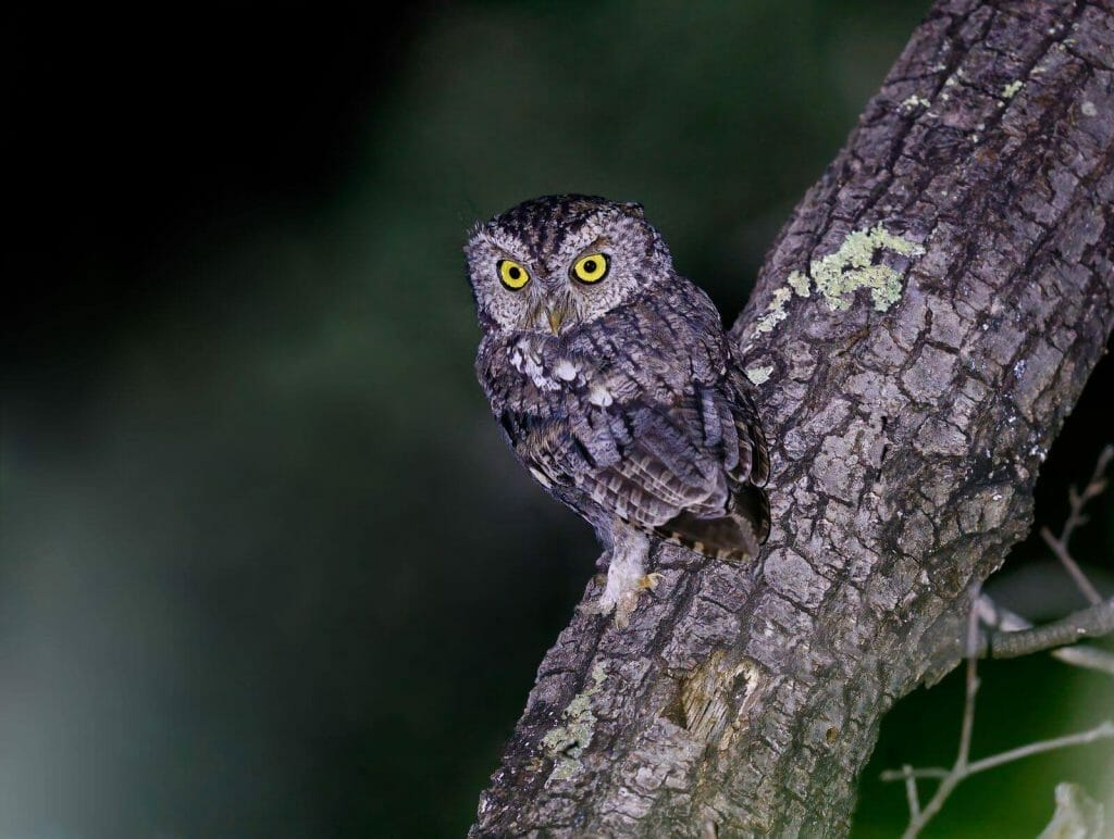 Owl Lifespan: Complete Life Expectancy Guide 3 Screech Owl lifespan