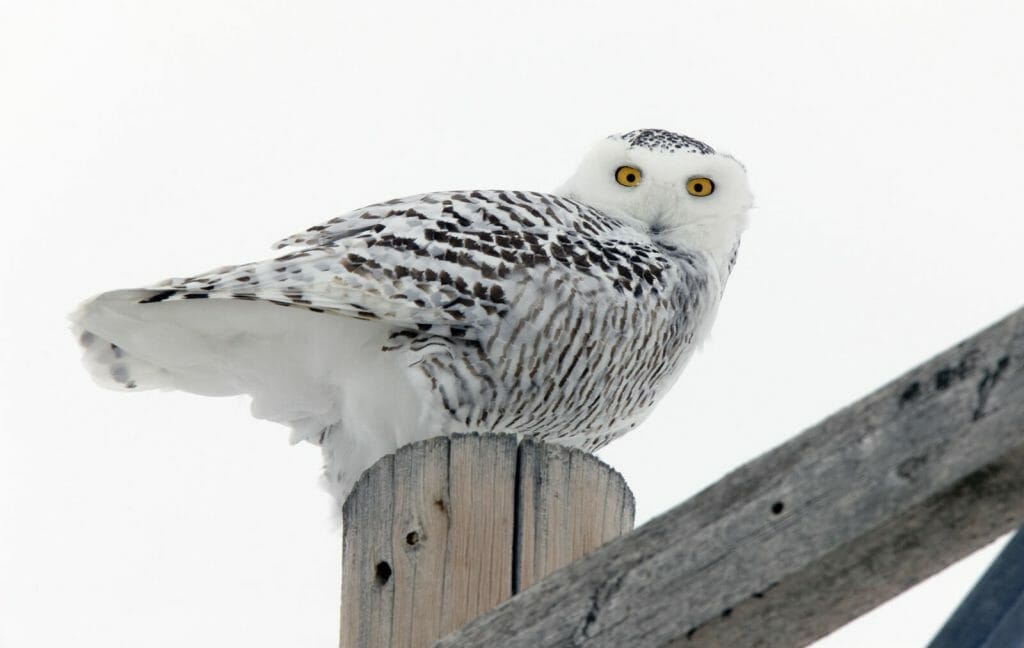 Can Owls Fly in Rain? Unveiling the Truth! 3 Snowy Owls Are Particularly Adapted to Flying in Snowy and Rainy Conditions