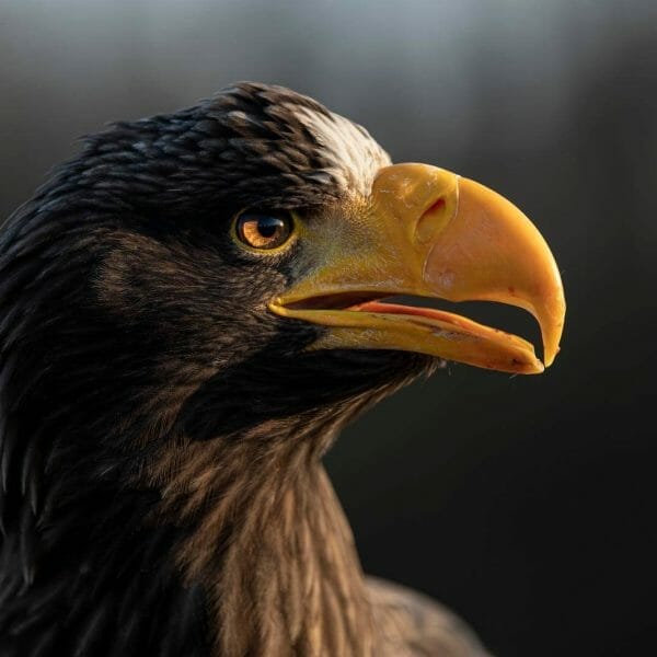 Discover how far can eagles see