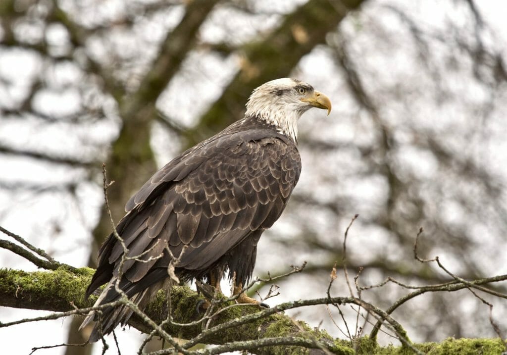 How Far Can Eagles See? A Detailed Overview of Their Unique Vision 3 Eagle Visual Acuity