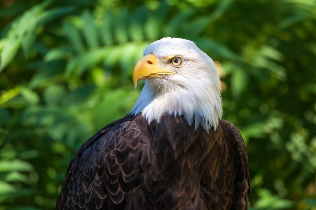 How Far Can Eagles See? A Detailed Overview of Their Unique Vision 2 How Far Can Bald Eagle See