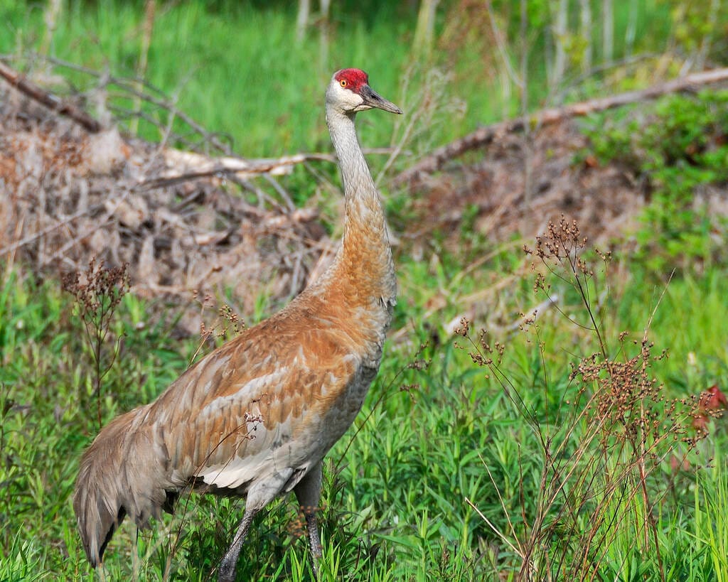 How do Sandhill Cranes attract a mate?