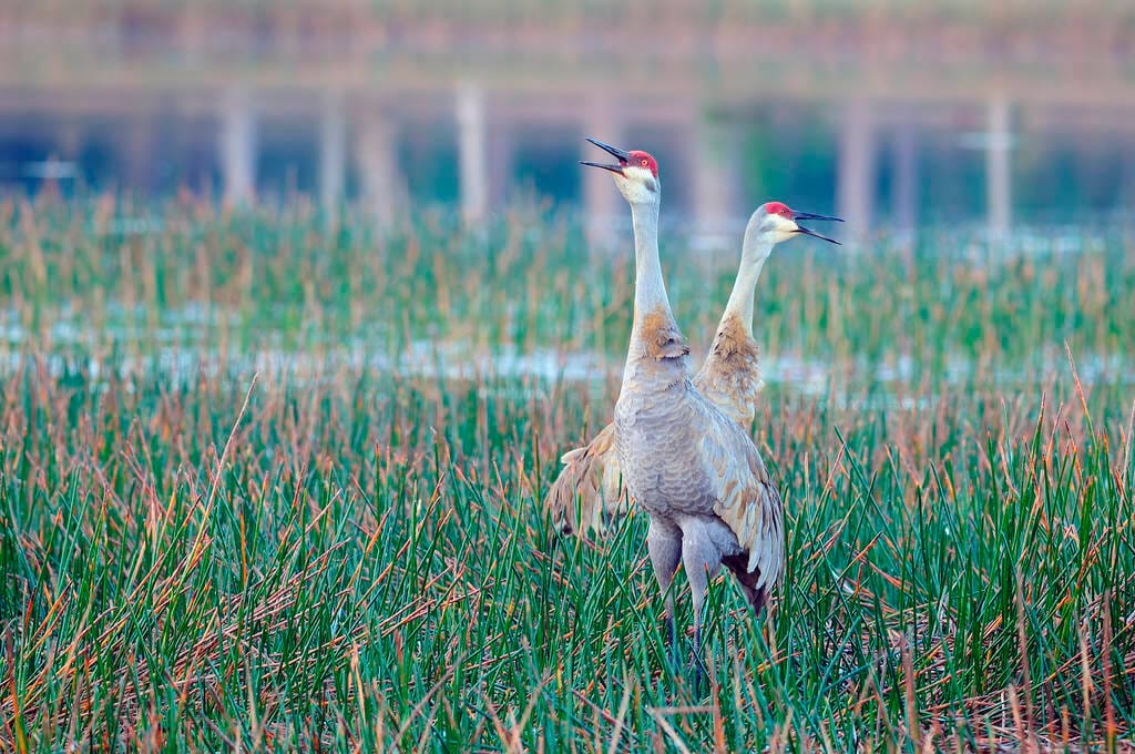 How do Sandhill Cranes attract a mate: Sandhill Cranes Courtship Behavior