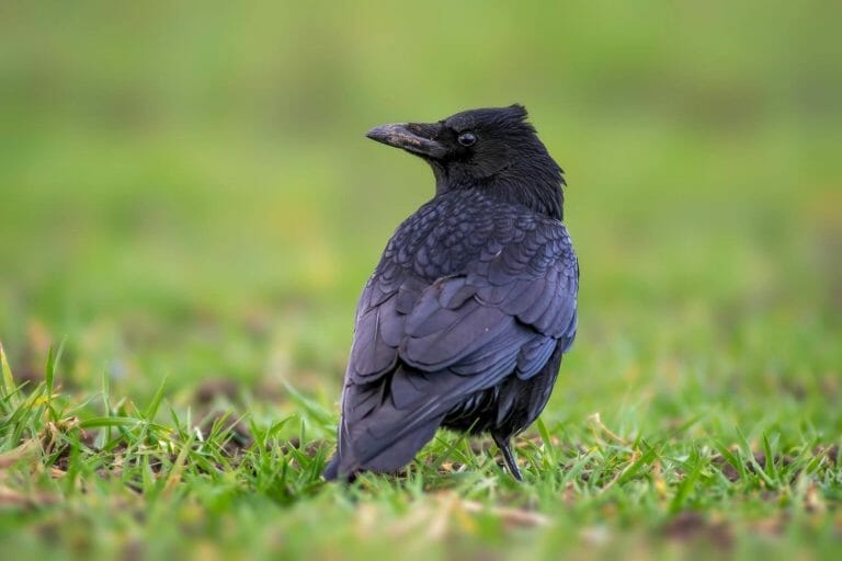 How to Attract Ravens to Your Yard: The [Complete] Guide to Attracting these Beautiful Birds to your Backyard