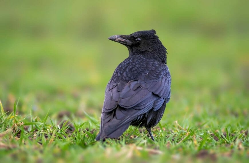 How to Attract Ravens to Your Yard: The [Complete] Guide to Attracting these Beautiful Birds to your Backyard