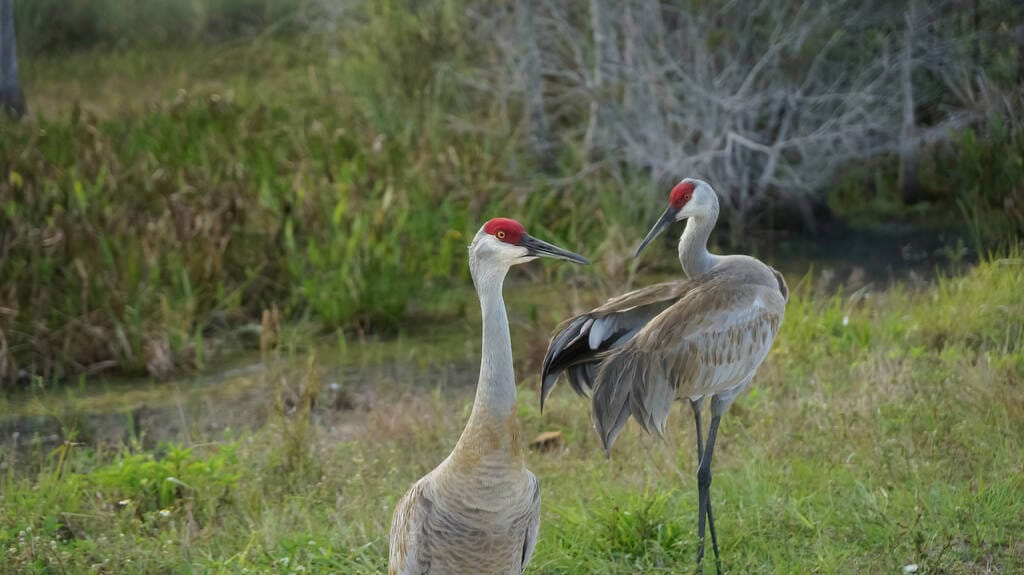 Sandhill Cranes Courtship Behavior