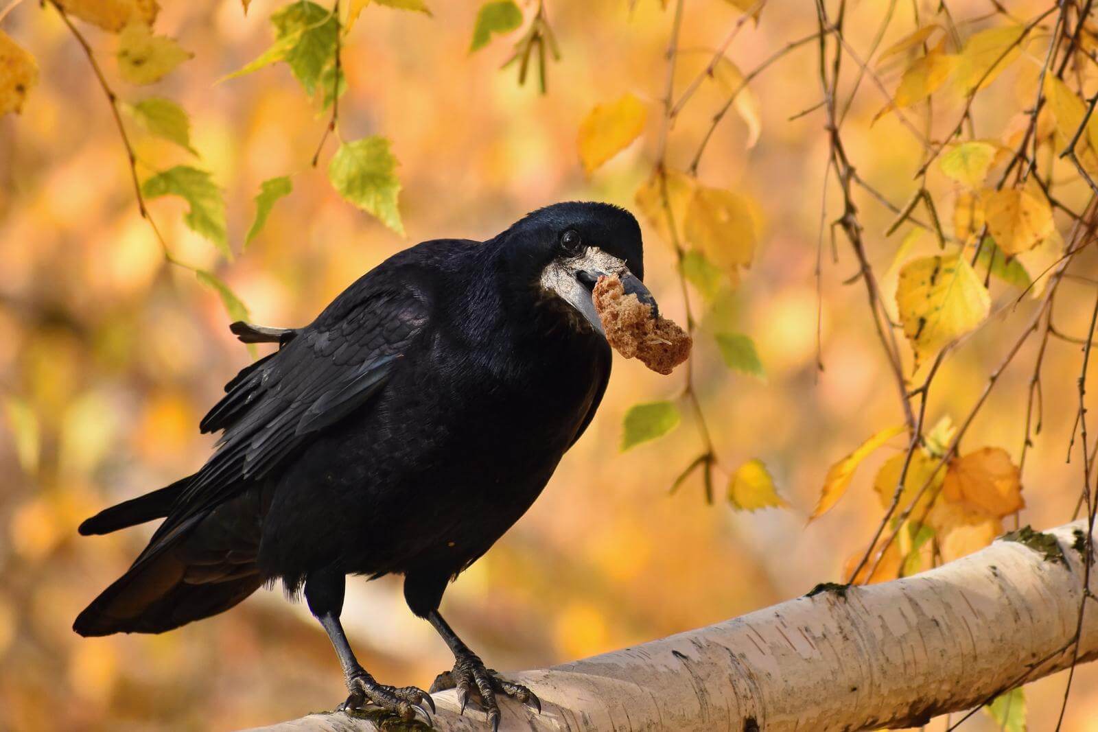 How To Attract Ravens To Your Yard The Guide To Attracting