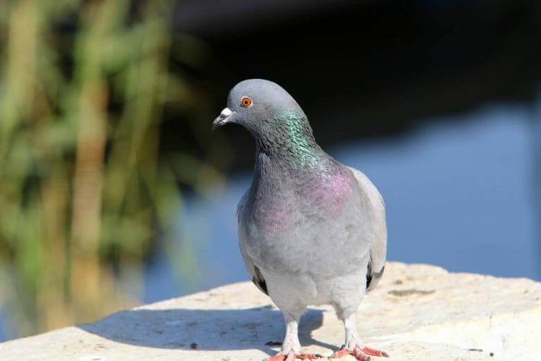 How Far Can a Pigeon Fly Without Stopping? 1 How Far Can A Pigeon Fly?