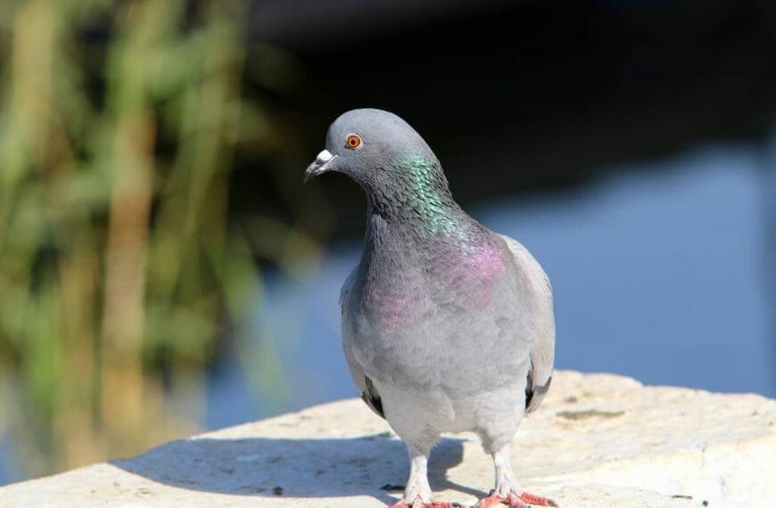 How Far Can A Pigeon Fly?