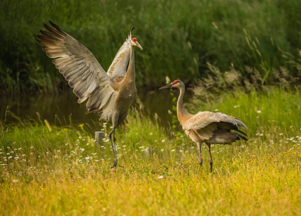 Sandhill cranes mating dance 
