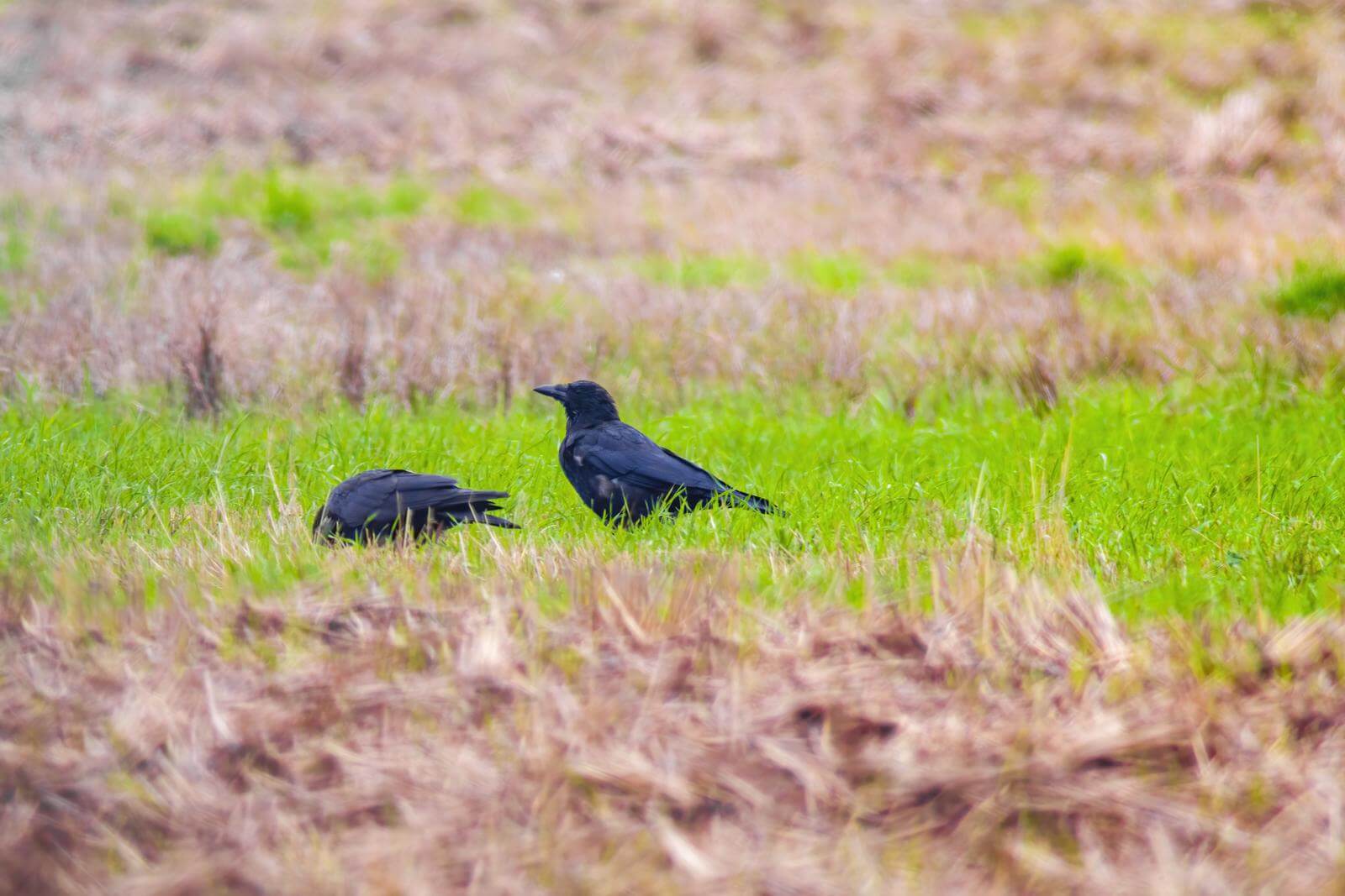 How To Attract Ravens To Your Yard The Guide To Attracting These Beautiful Birds To