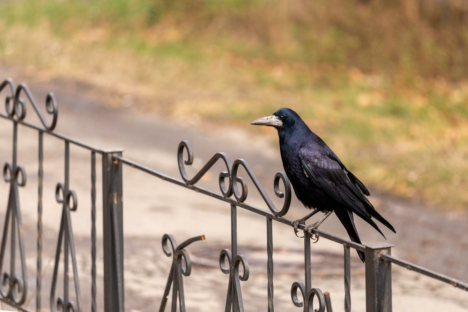 How To Attract Ravens To Your Yard The Guide To Attracting These Beautiful Birds To