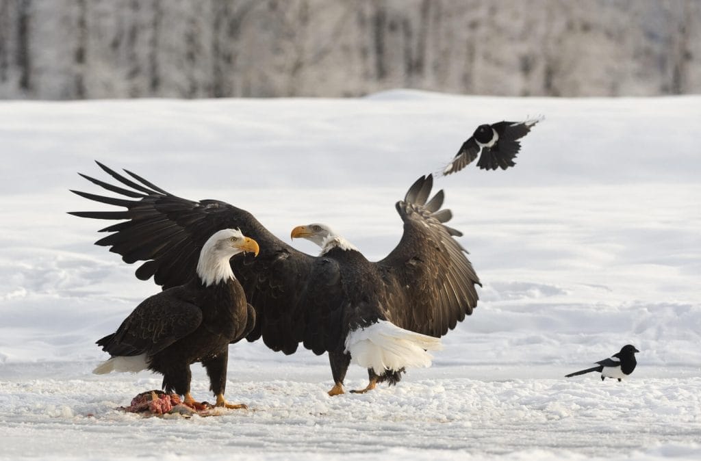 How Do Eagles Keep Track of Their Offspring