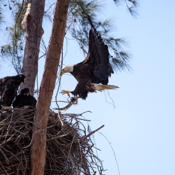 How Eagles Recognize Their Offspring