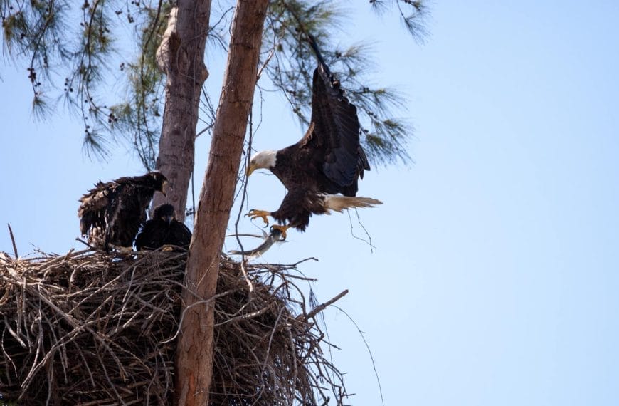 How Eagles Recognize Their Offspring